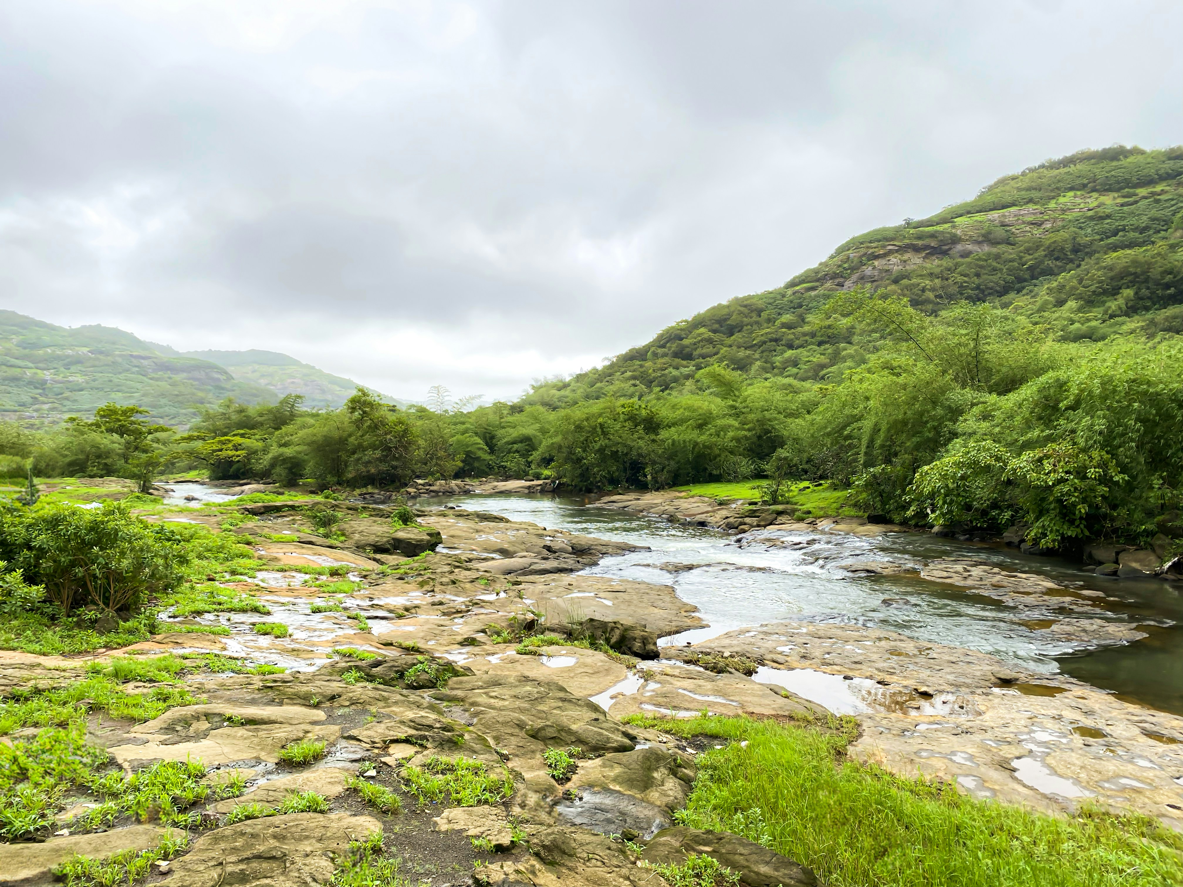 a river running through a lush green forest