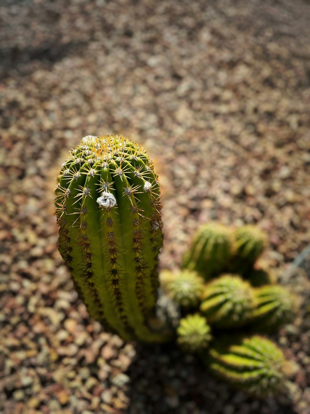 un cactus verde con un minuscolo fiore bianco