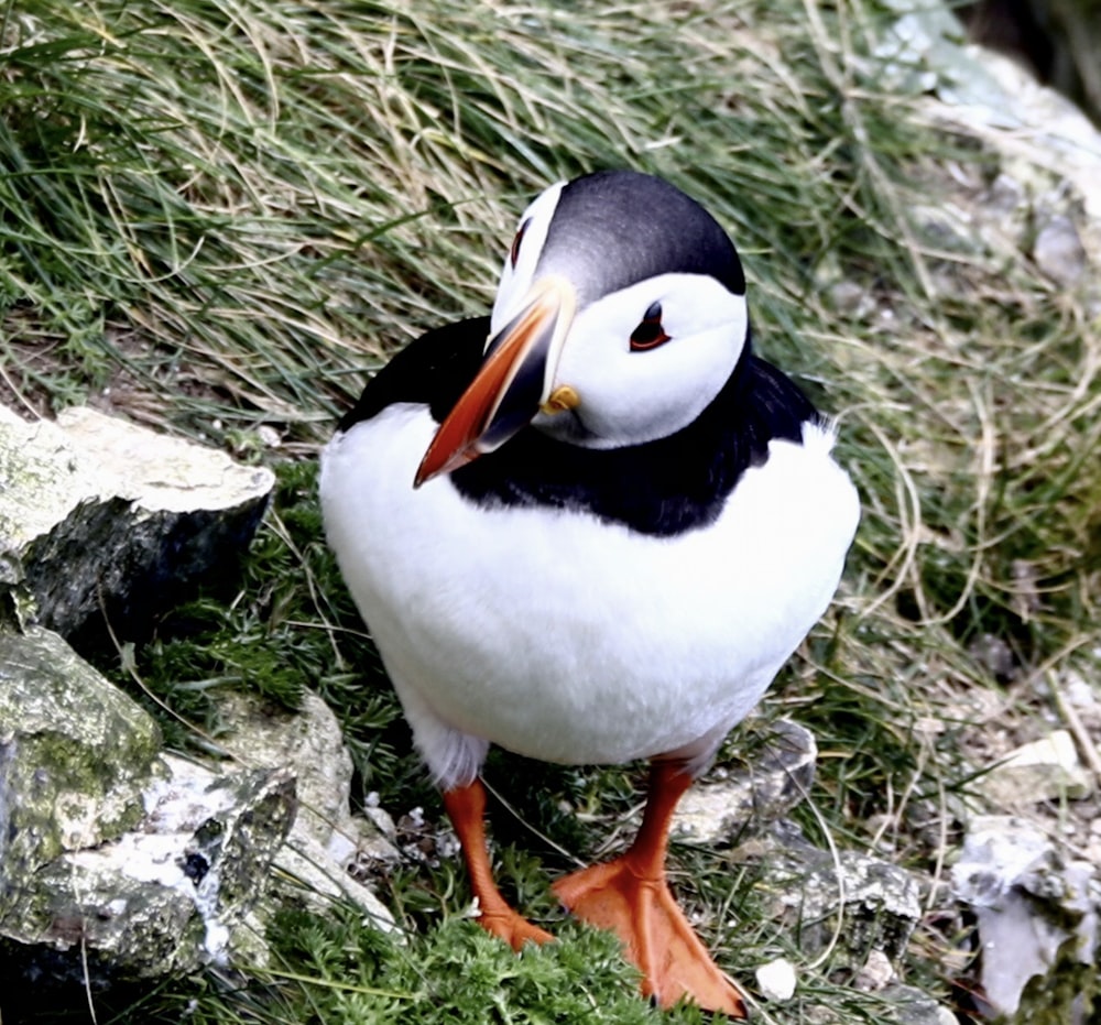 a black and white bird is standing on some grass