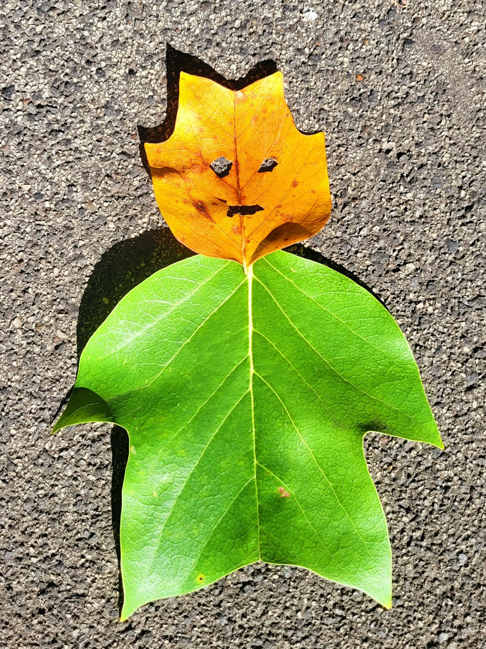 a leaf with a face drawn on it laying on the ground