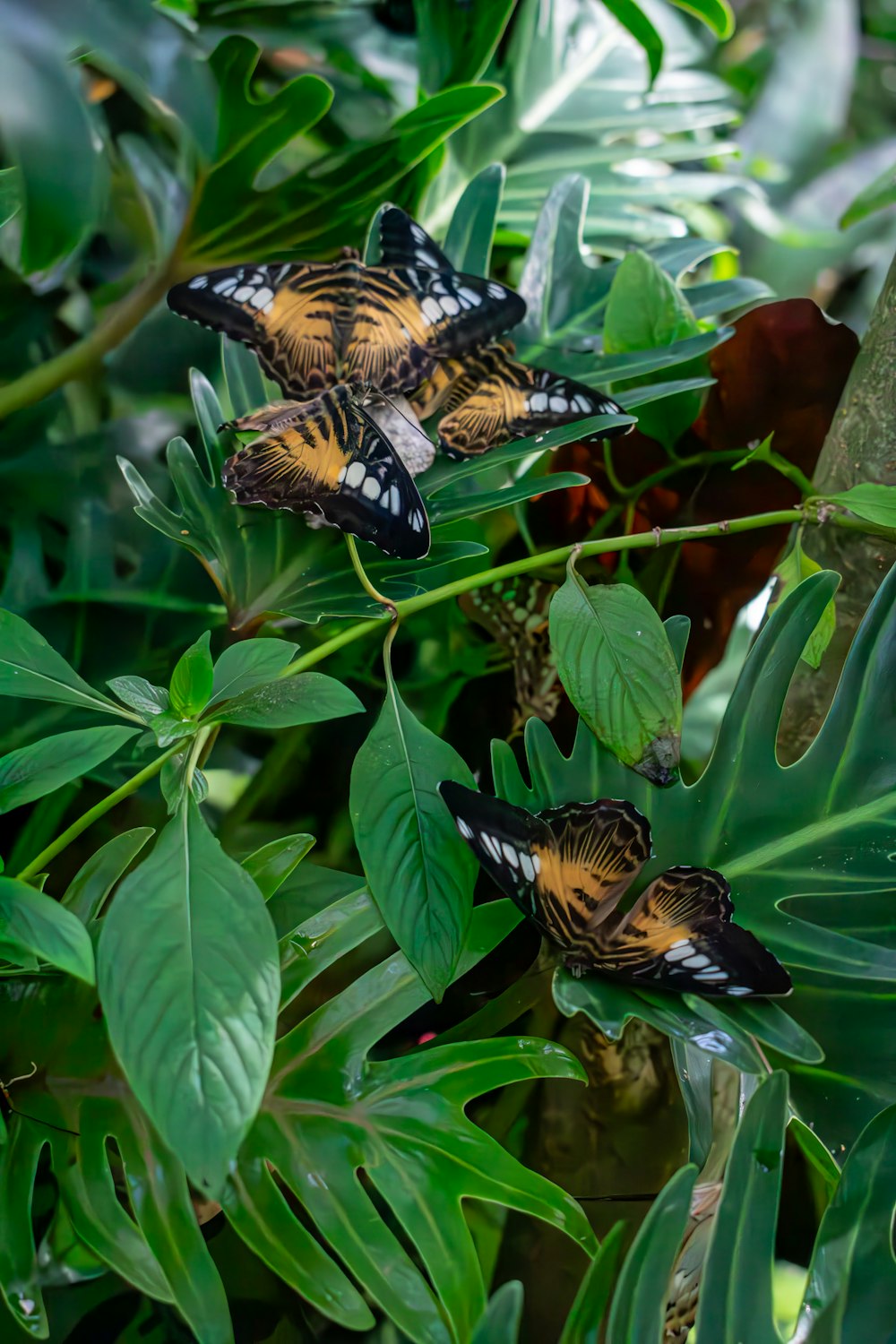 two butterflies sitting on top of green leaves