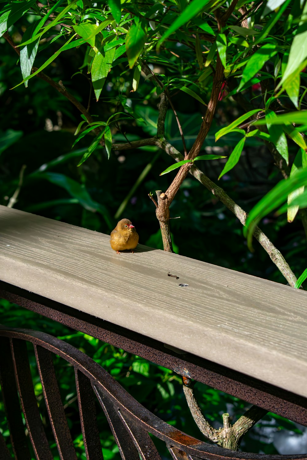 a small bird sitting on a wooden bench