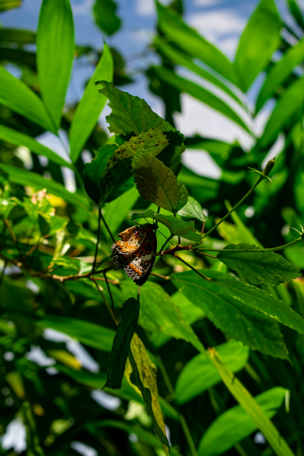 a spider crawling on a leafy green plant