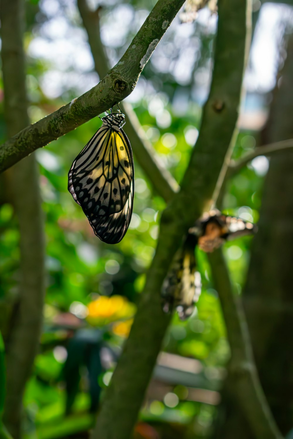 una mariposa que cuelga de un árbol