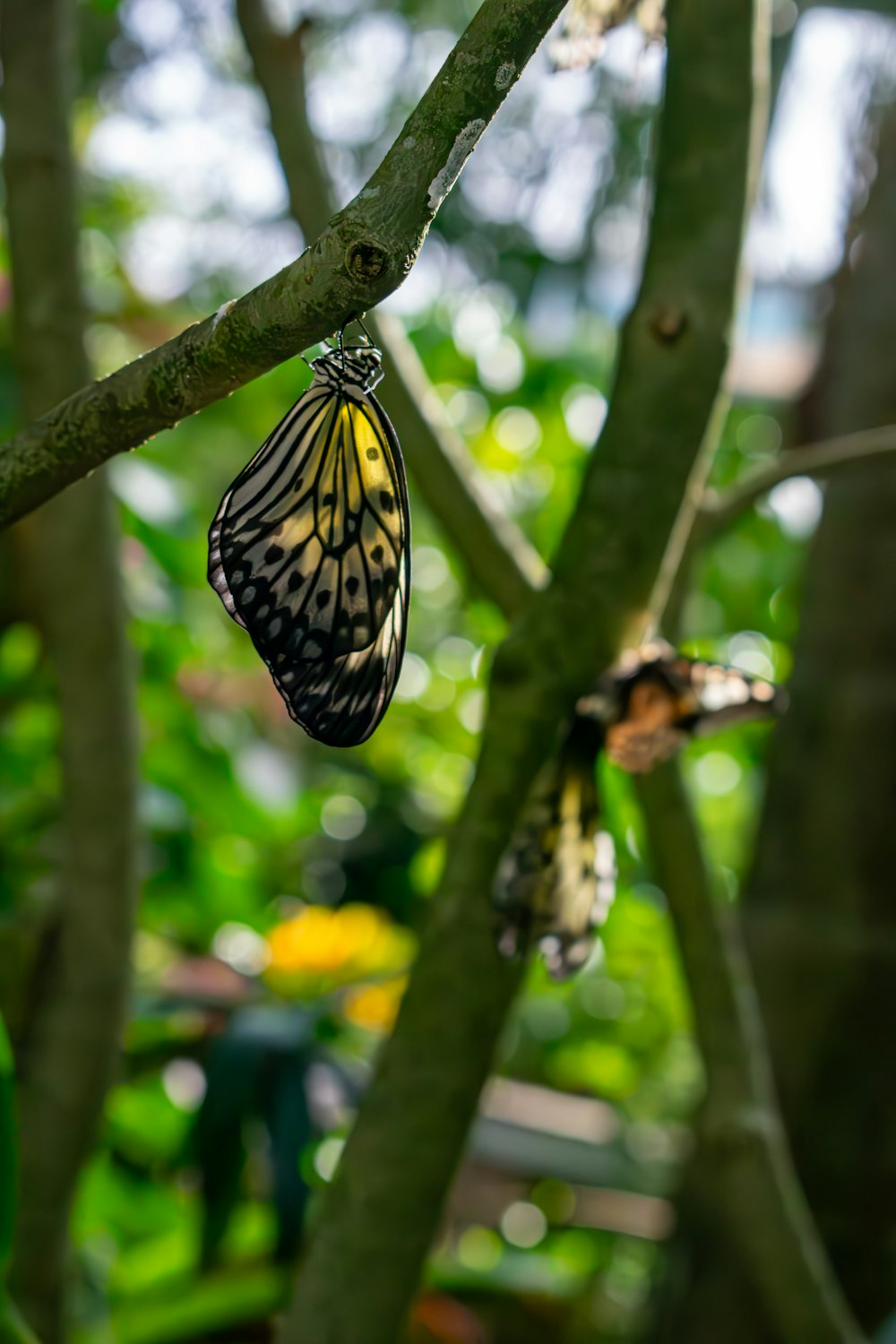 un papillon suspendu à un arbre