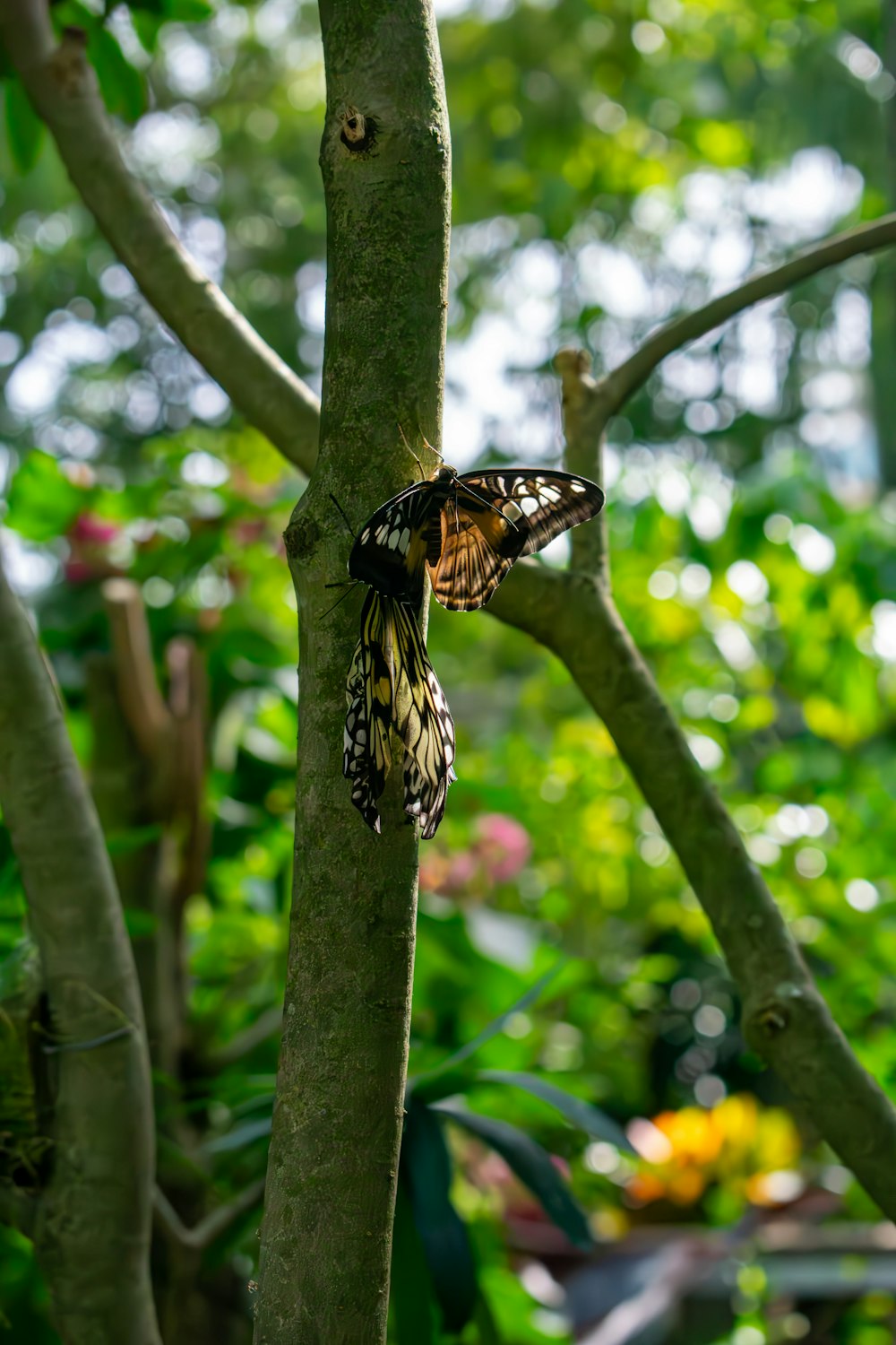 una mariposa que está sentada en un árbol