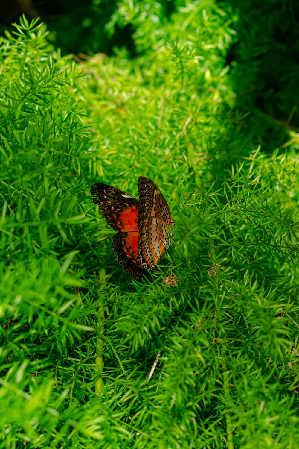 青々とした緑の野原の上に座る赤と黒の蝶