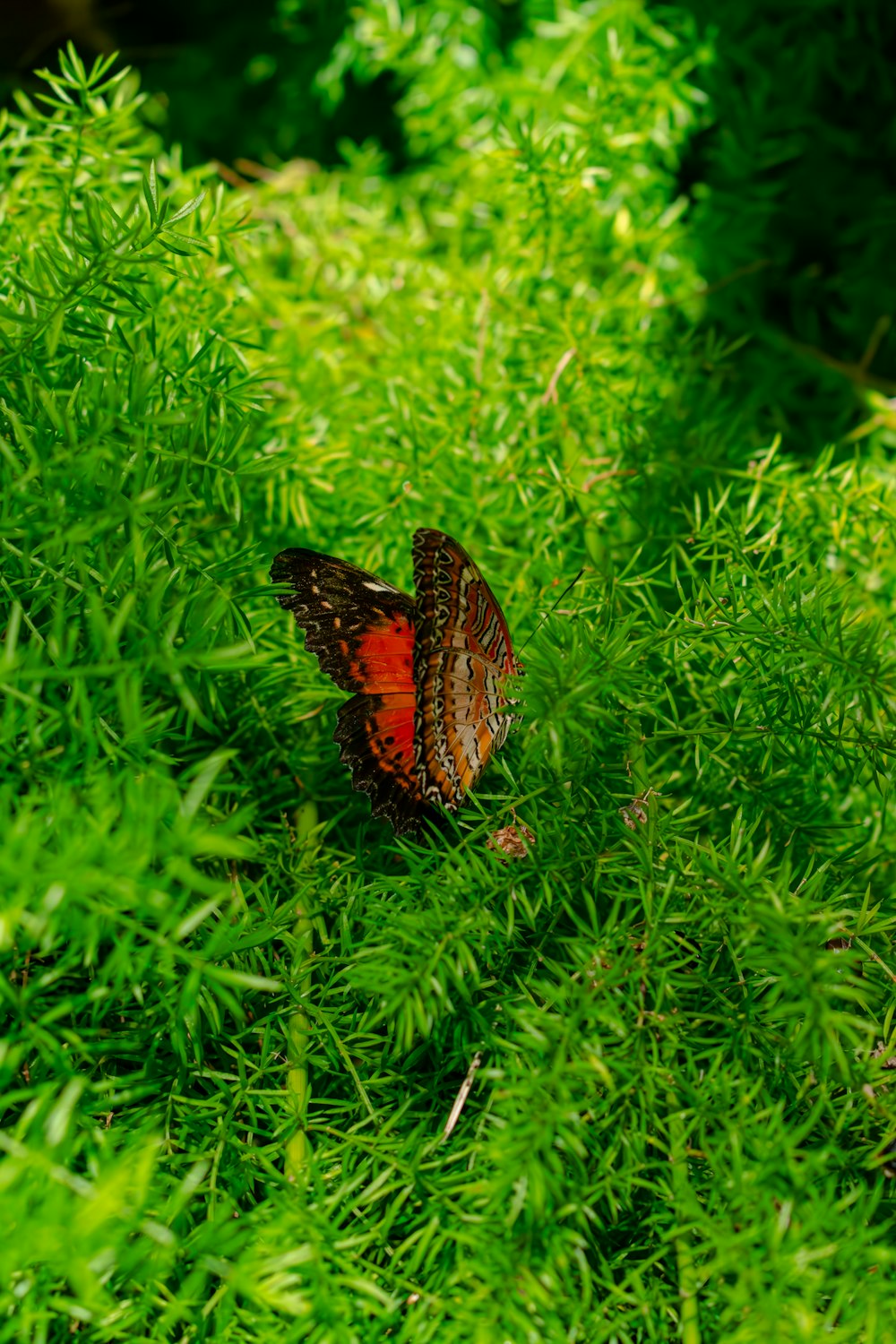 a red and black butterfly sitting on top of a lush green field