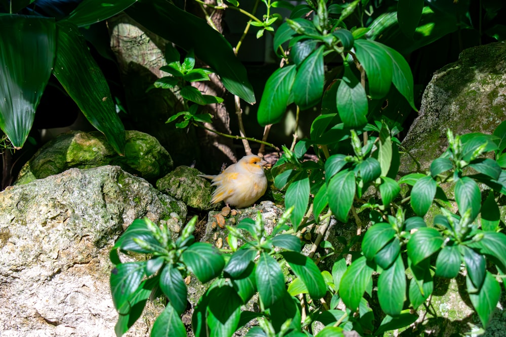 a small bird sitting on a rock surrounded by greenery