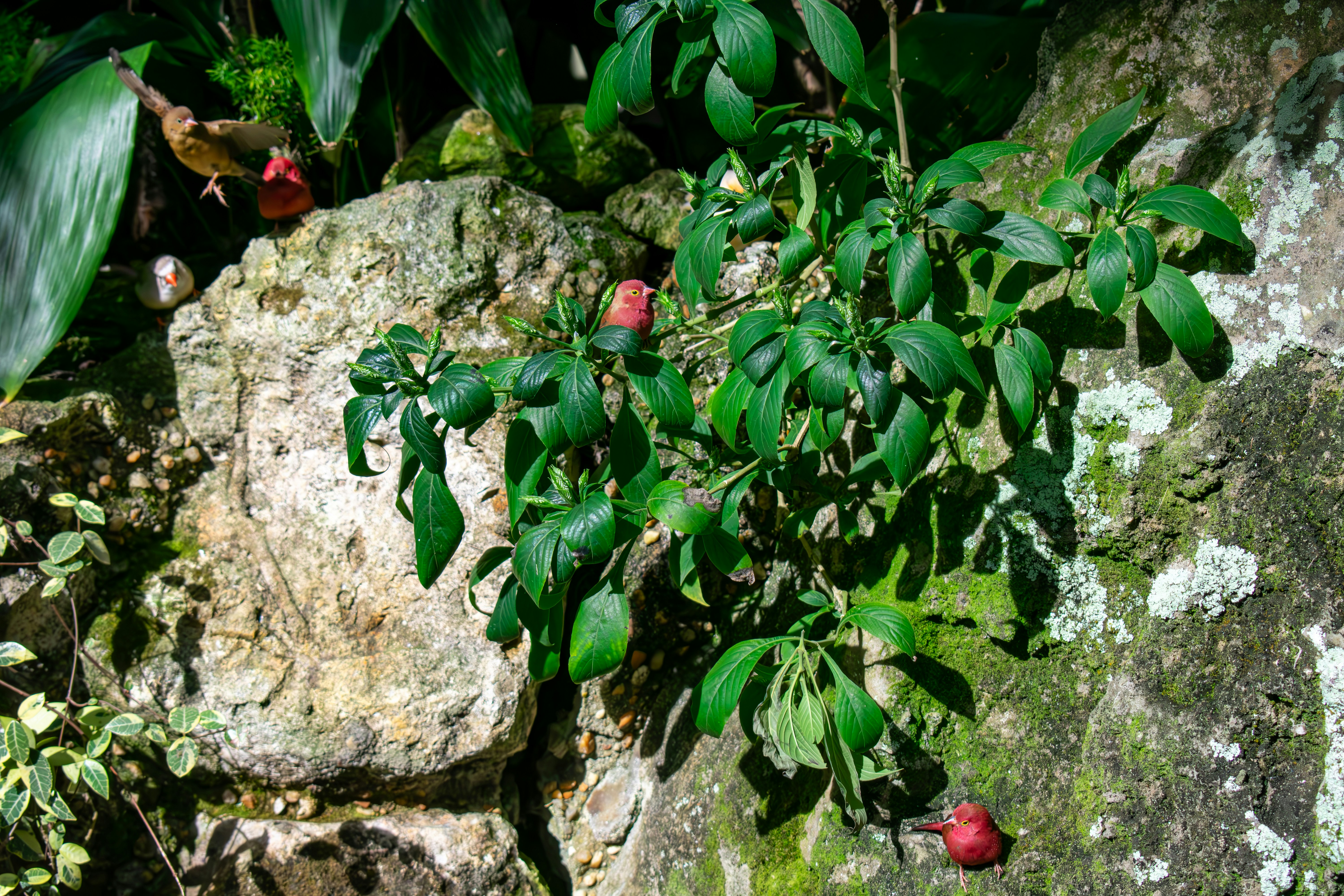 a plant growing out of the rocks in a garden