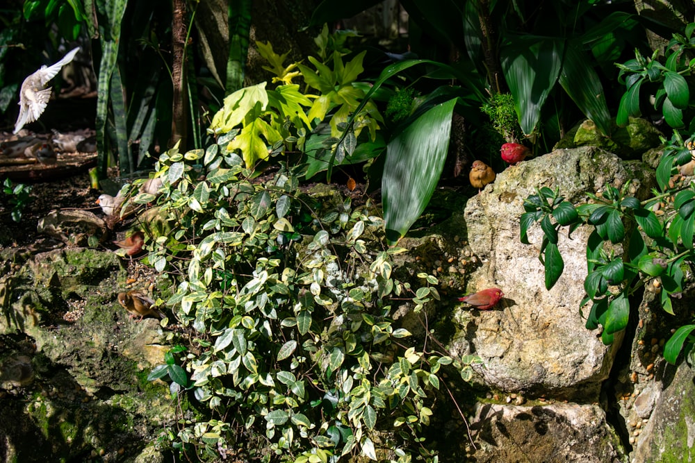 많은 녹색 식물로 덮인 암벽