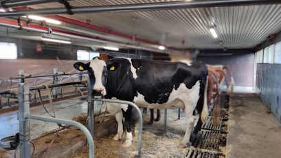 a black and white cow standing inside of a barn