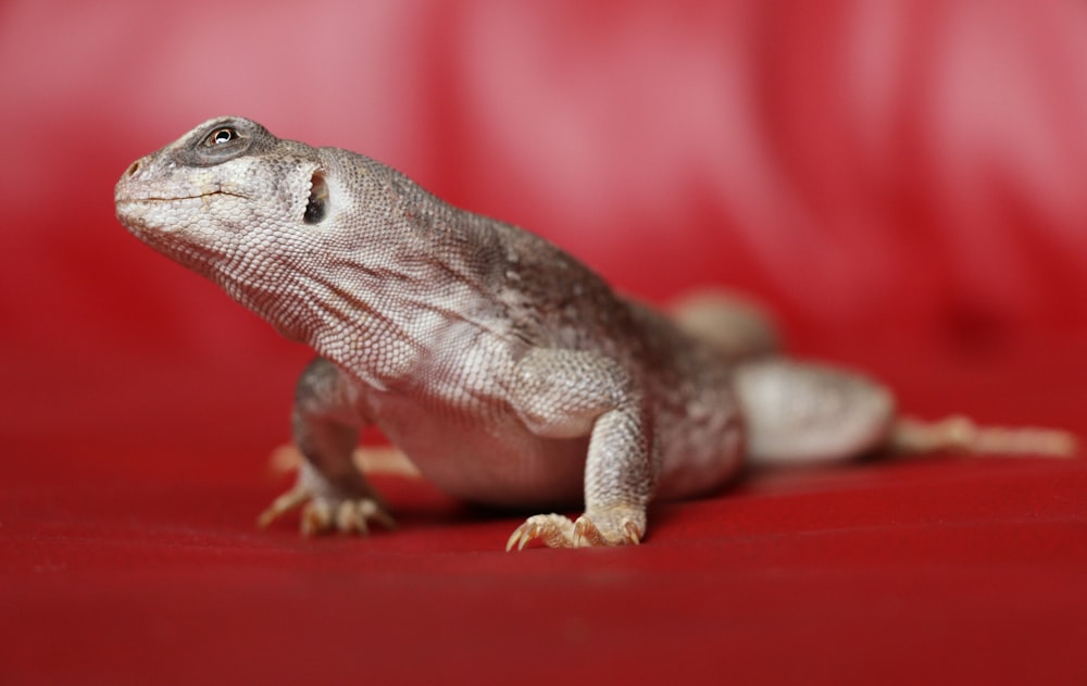 a close up of a lizard on a red surface