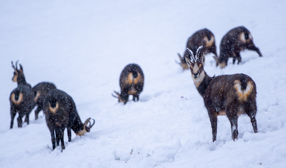 a herd of animals standing on top of a snow covered slope