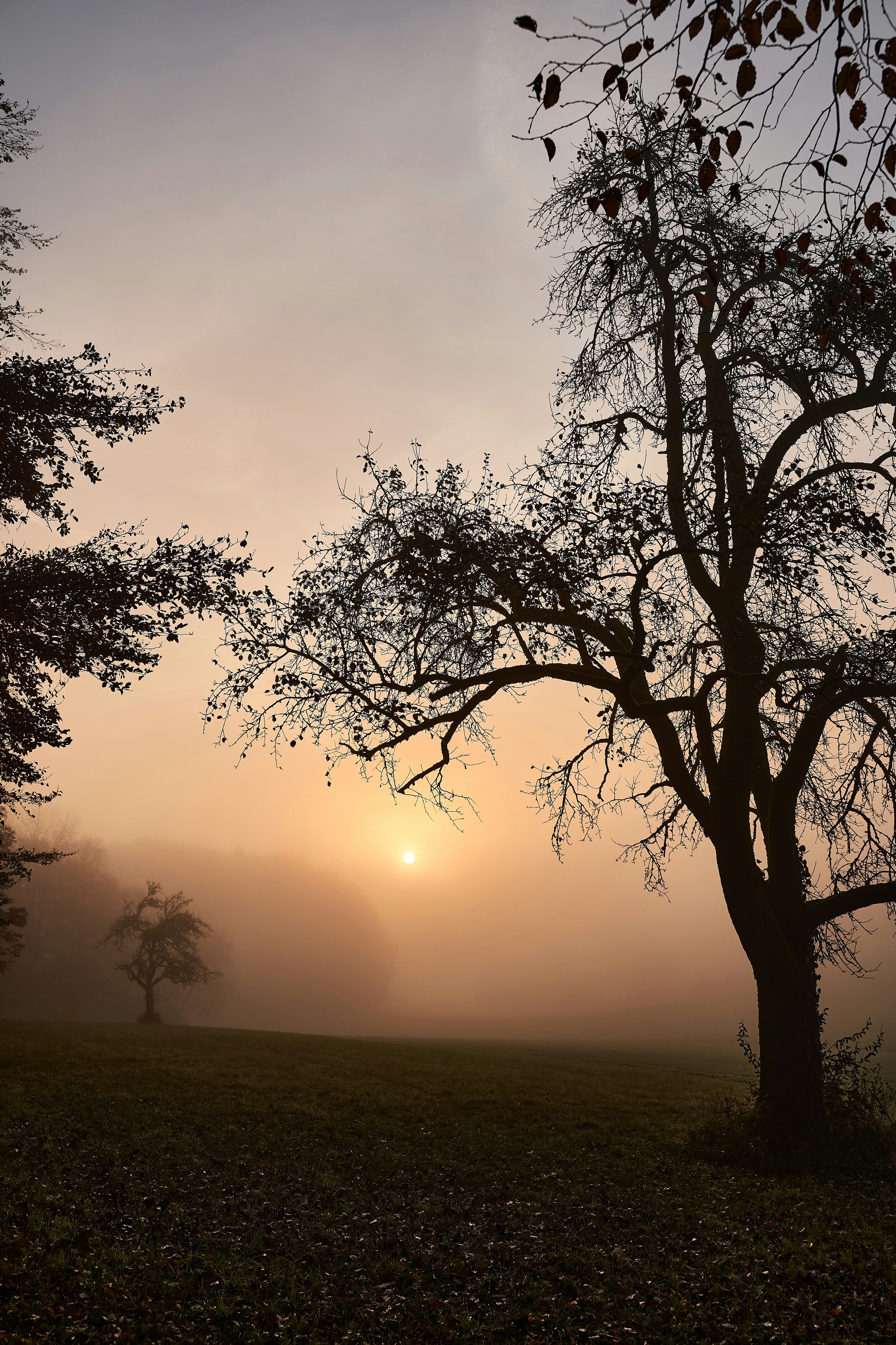 Photo by wolfgang_hasselmann