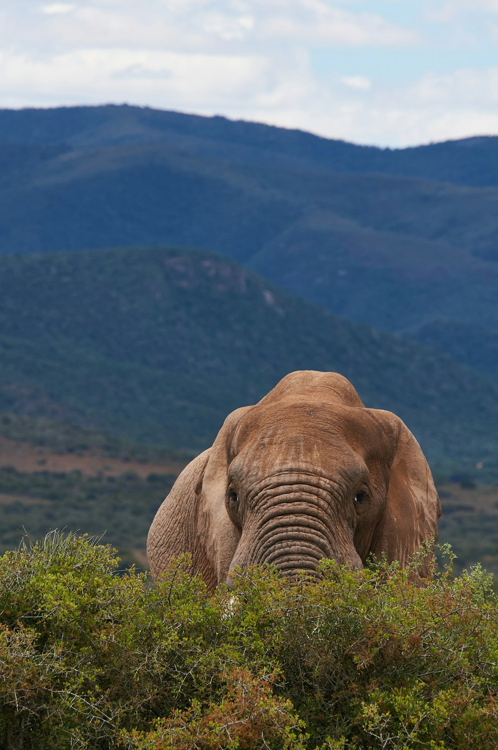 an elephant standing in the middle of a lush green field