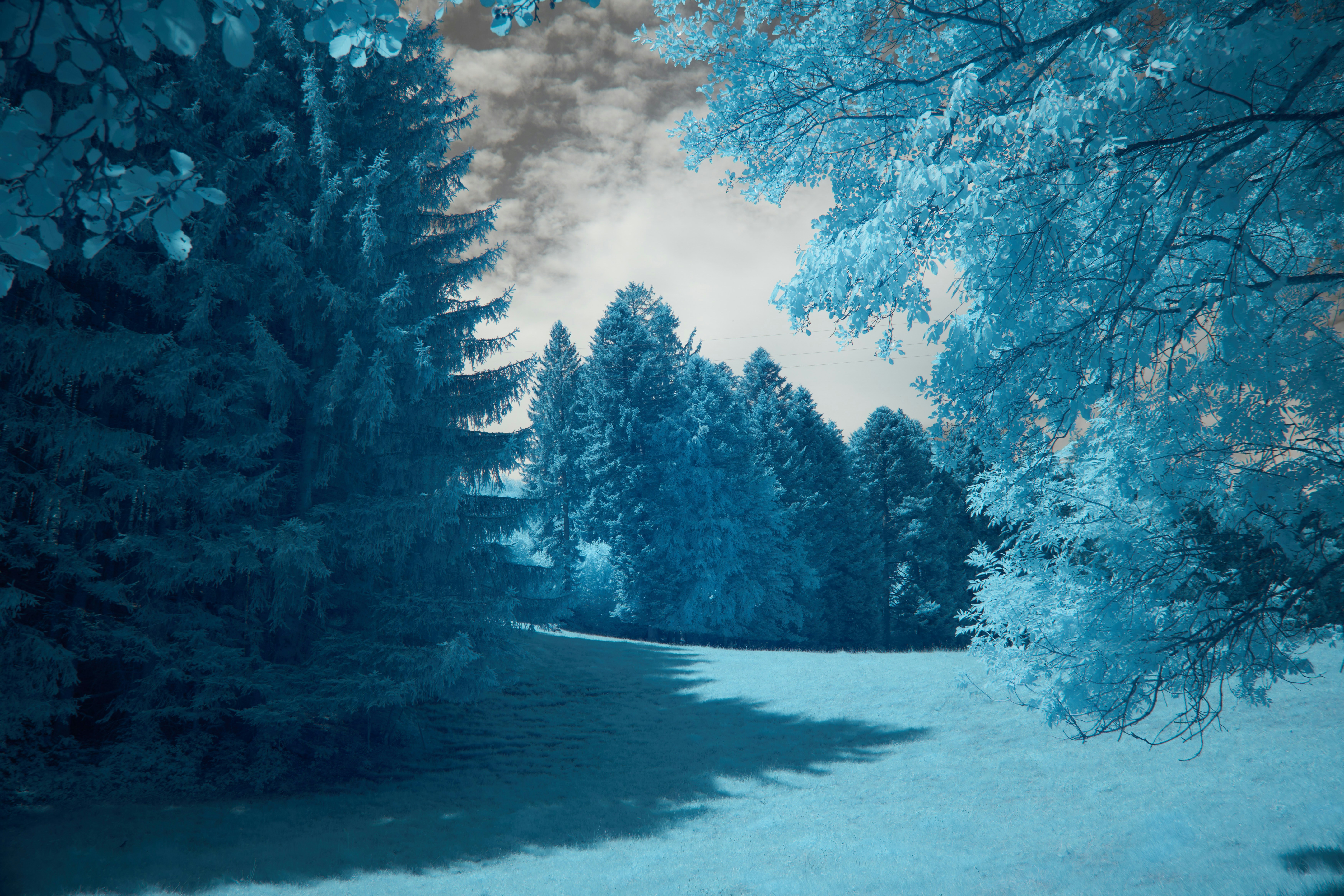 Photo by wolfgang_hasselmann