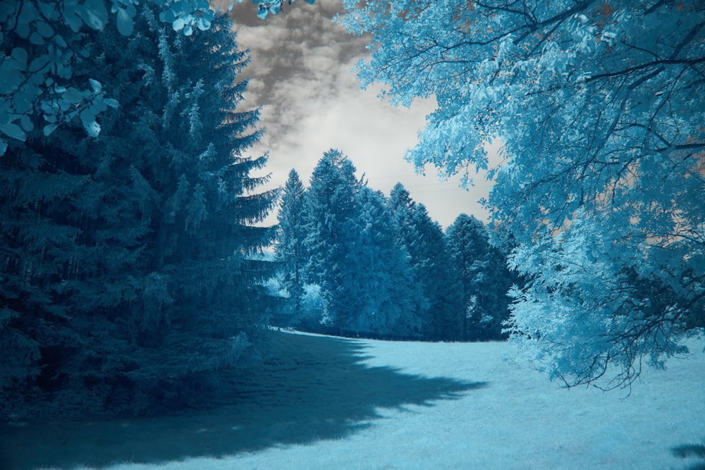 a painting of a snow covered field with trees in the background