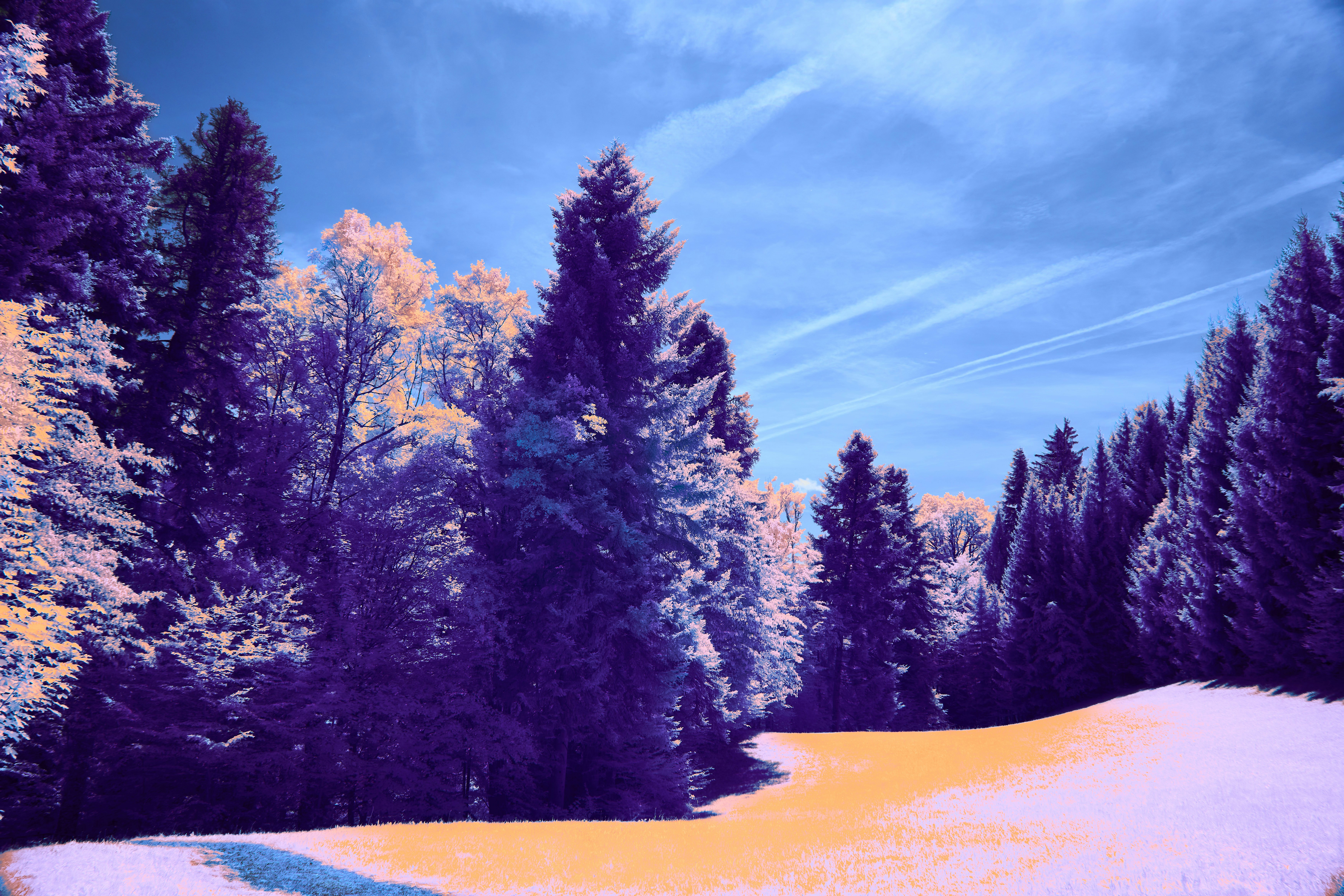 Photo by wolfgang_hasselmann