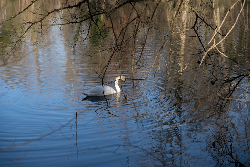 a swan swimming in a pond surrounded by trees