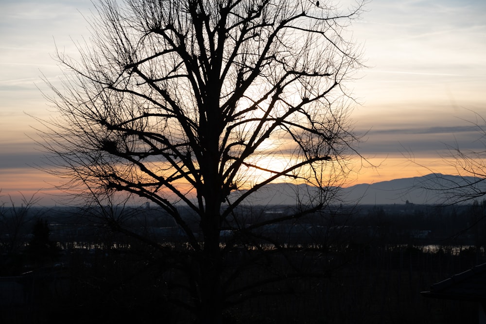 un albero senza foglie davanti a un tramonto