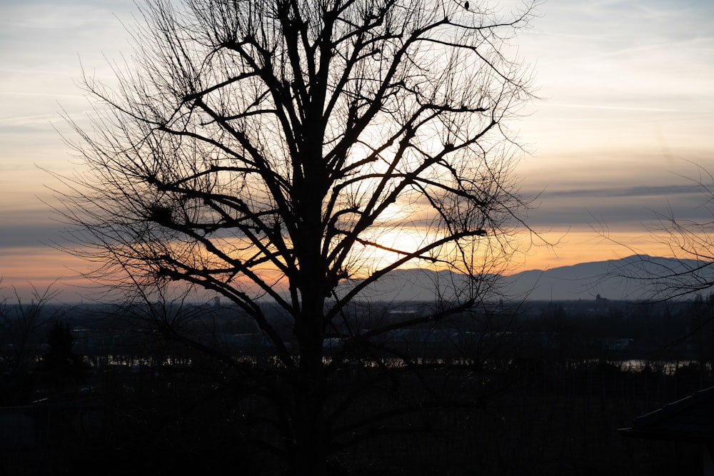 a tree with no leaves in front of a sunset