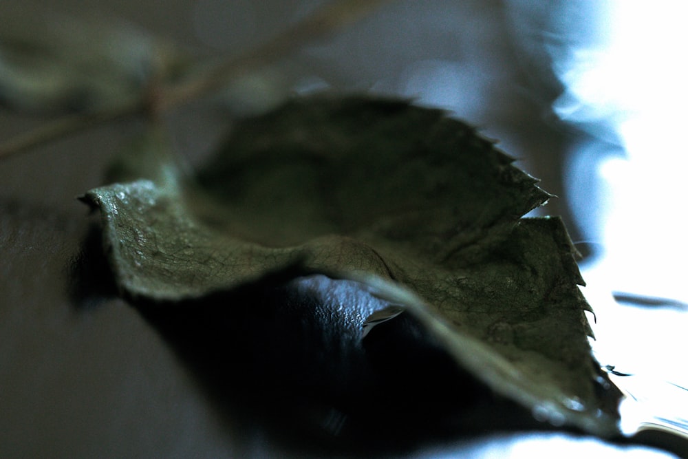 a close up of a leaf on a table