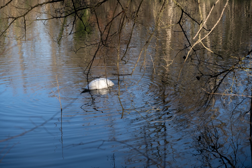 un cigno bianco che galleggia sopra uno specchio d'acqua