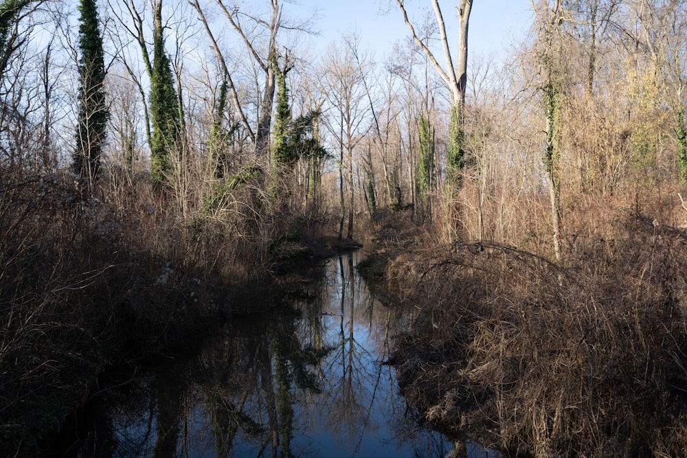 a river running through a forest filled with lots of trees