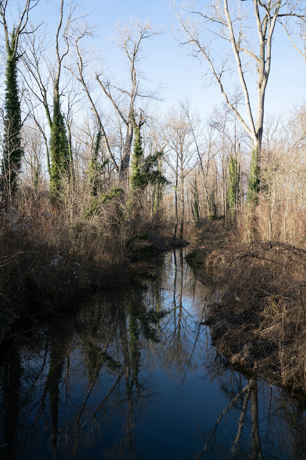 a river running through a forest filled with lots of trees