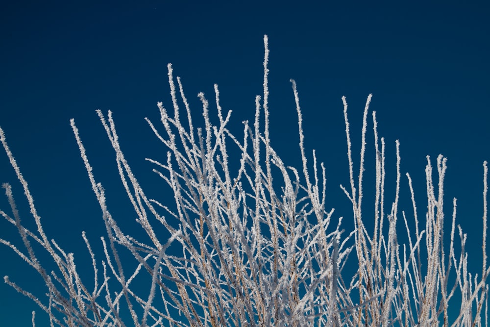 frosted branches of a tree against a blue sky