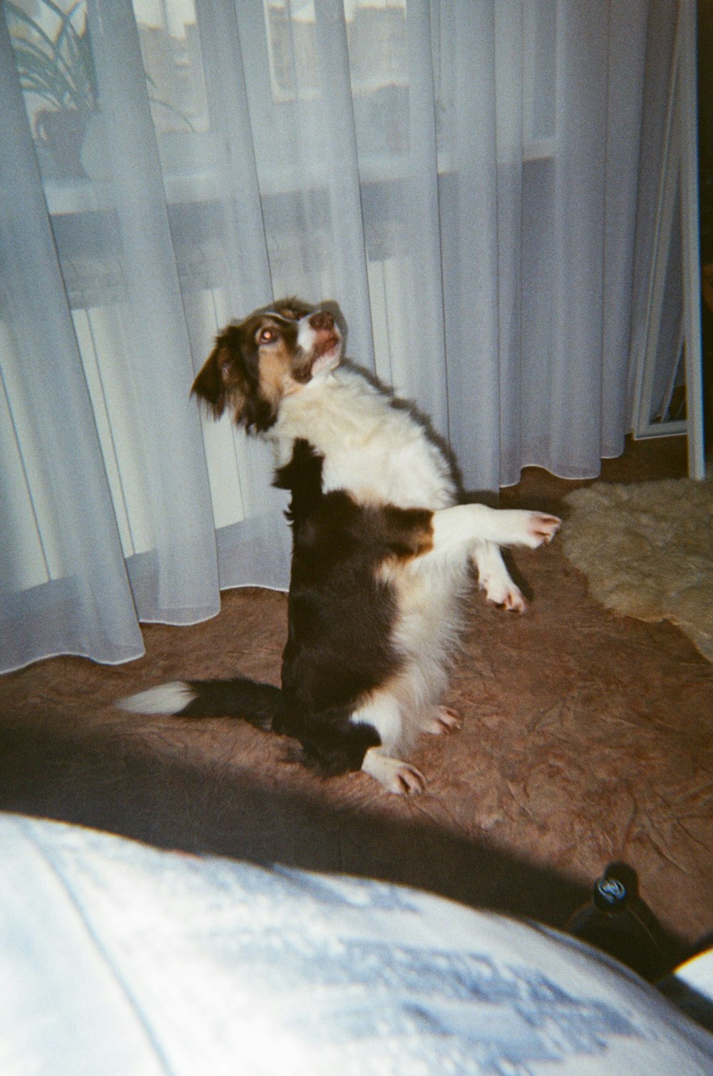 un chien debout sur ses pattes arrière devant une fenêtre