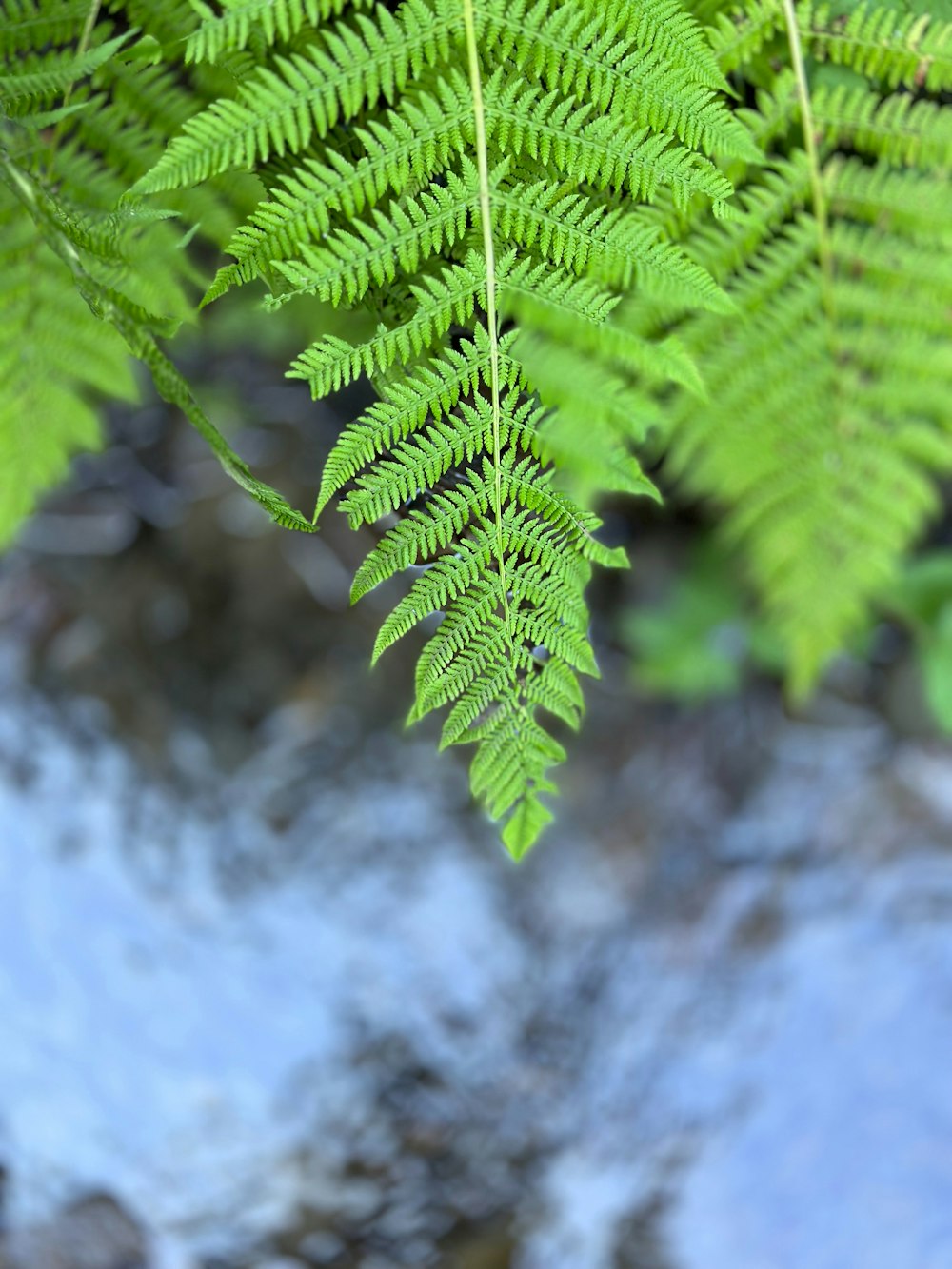 a close up of a green plant near a river