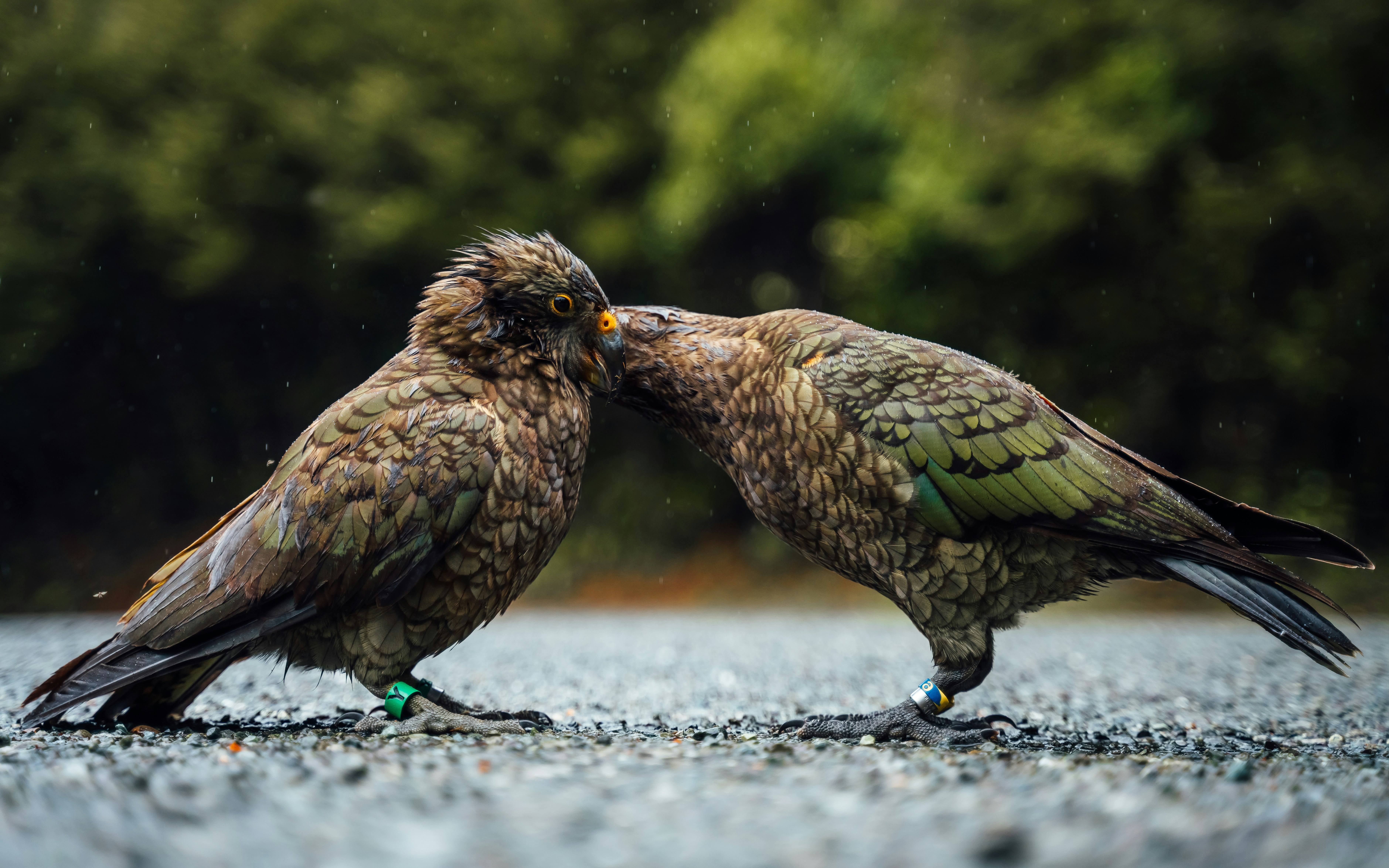 Cross-Species Communication Studies (image credits: unsplash)