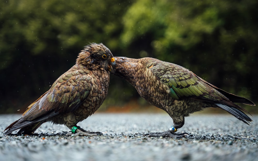 un couple d’oiseaux debout sur une route de gravier