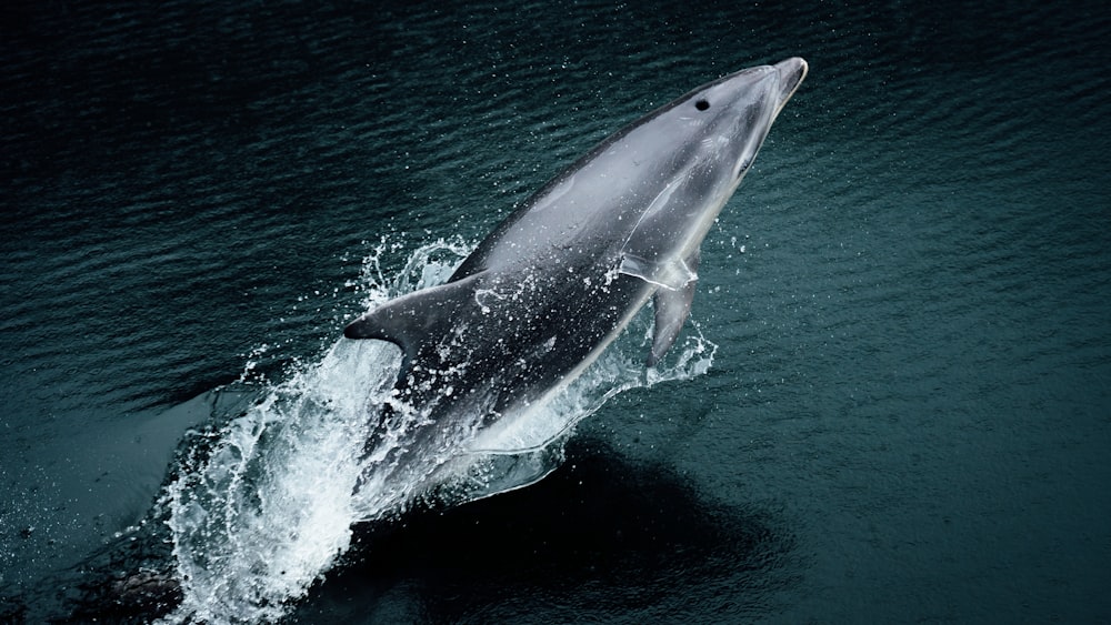 um golfinho está pulando da água
