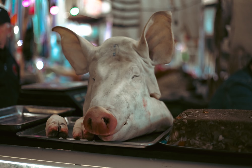 a close up of a cow laying on a tray