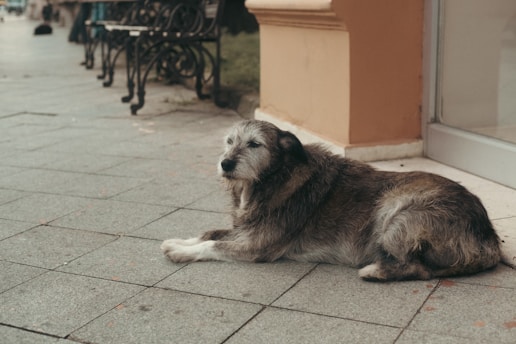 a dog laying on a sidewalk next to a building