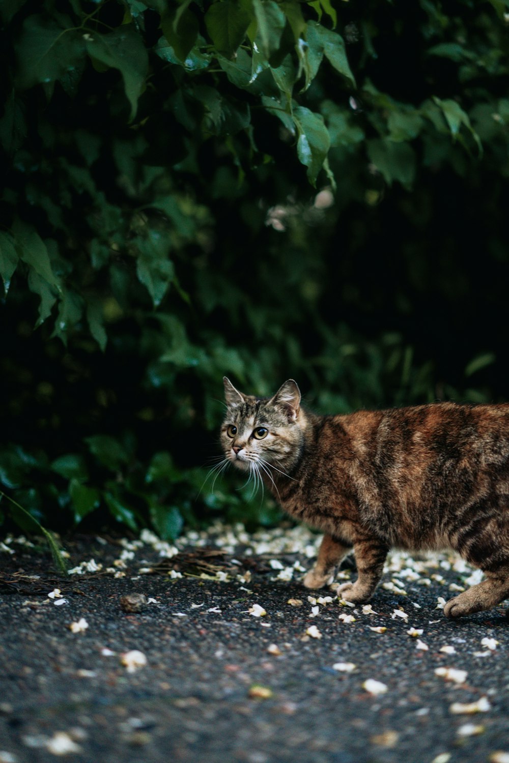 eine Katze, die über eine Schotterstraße neben einem Wald läuft