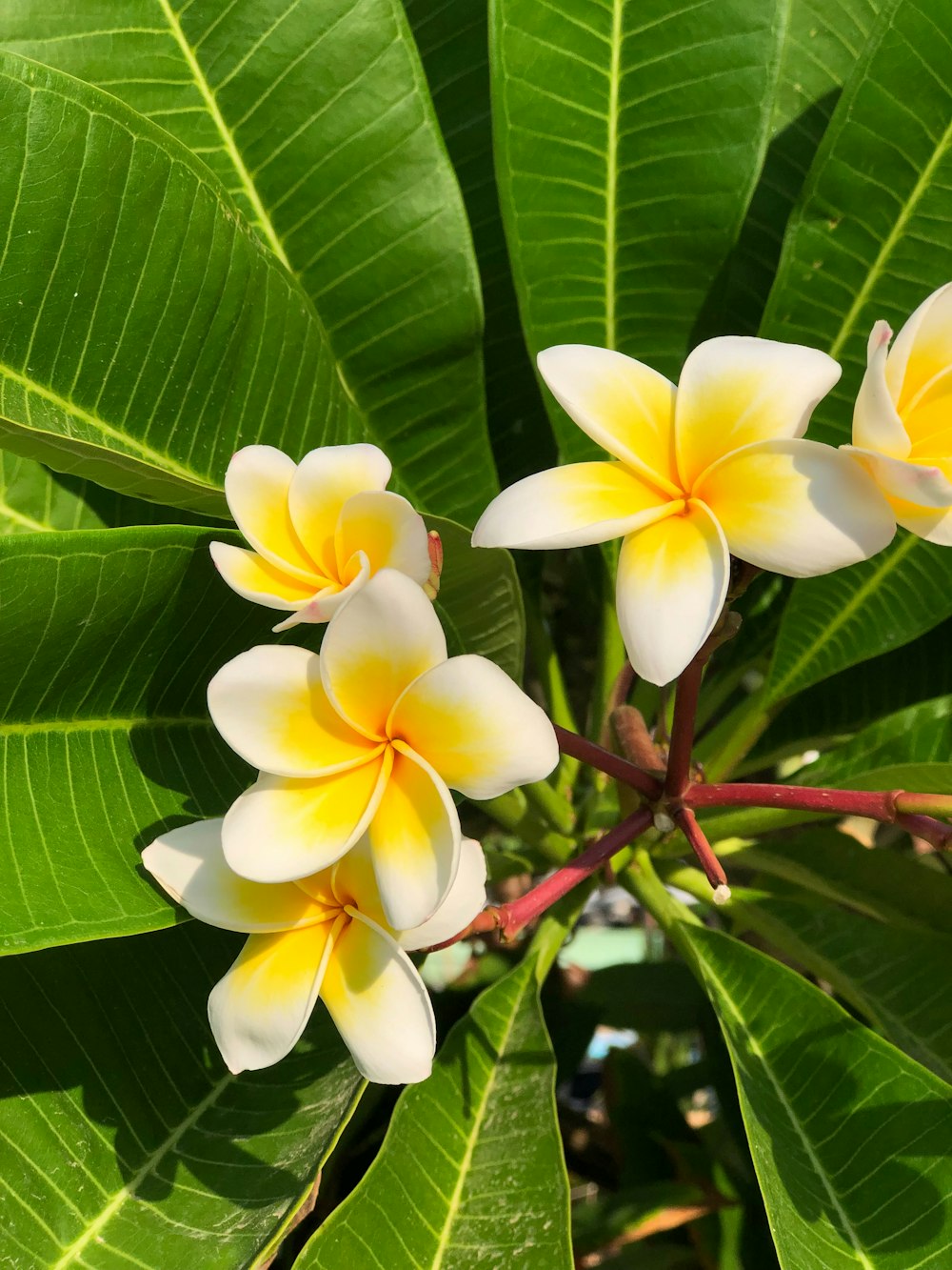 a group of yellow and white flowers on a tree