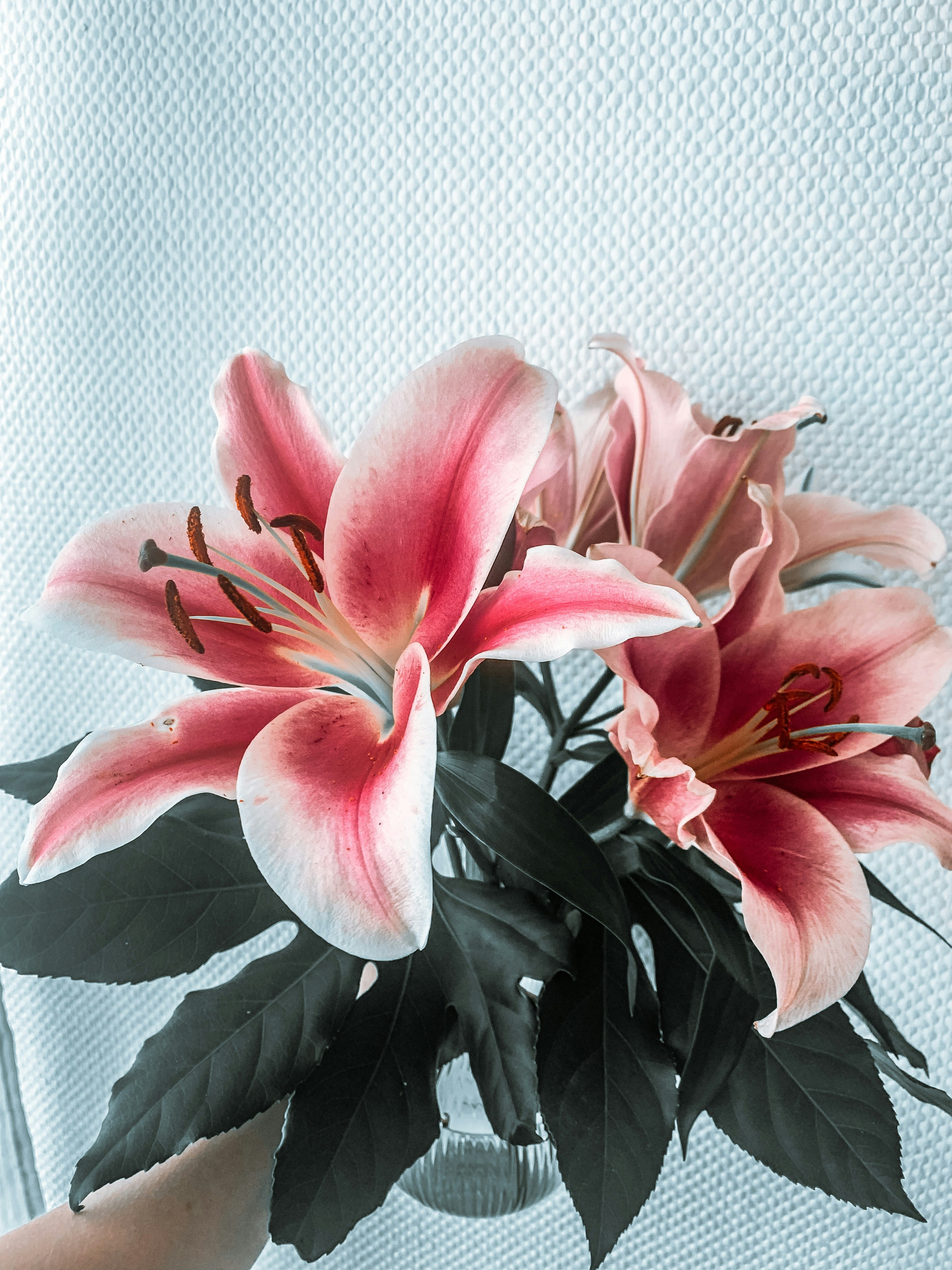 Photo by tetianamelnyk