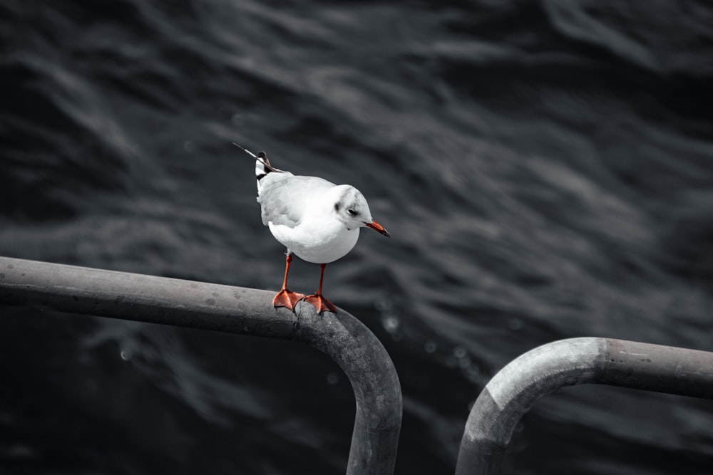 a seagull is standing on a railing near the water