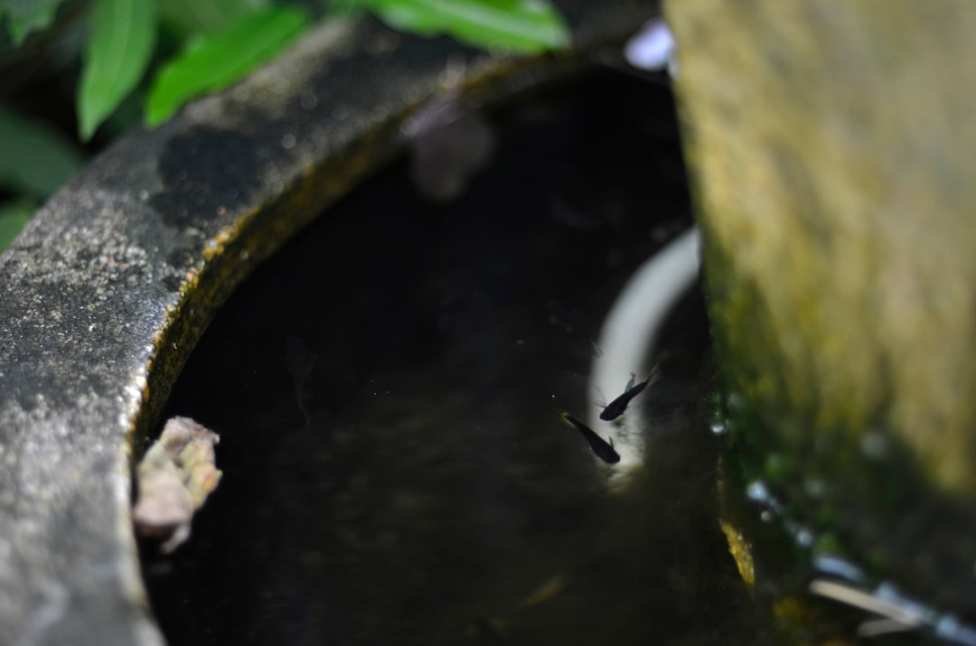 a bird bath in the middle of a garden