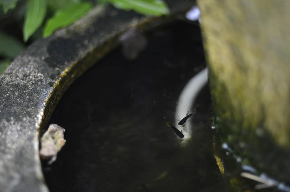 a bird bath in the middle of a garden