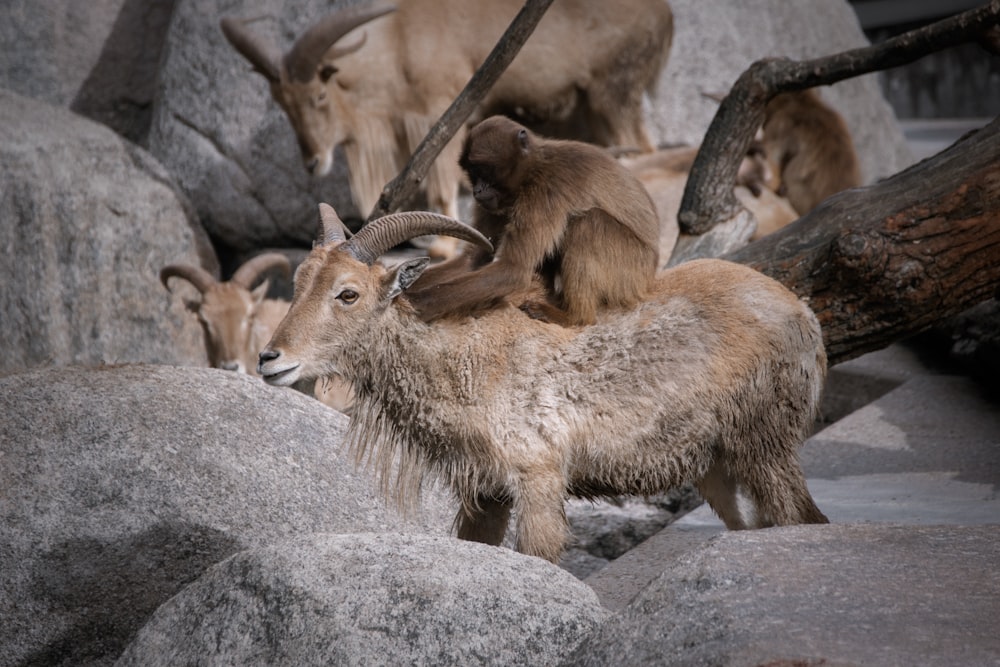 a group of goats standing on top of rocks