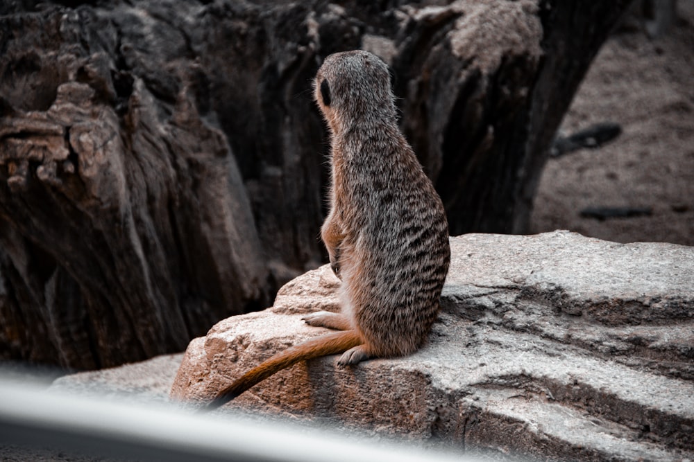 a meerkat sitting on top of a rock