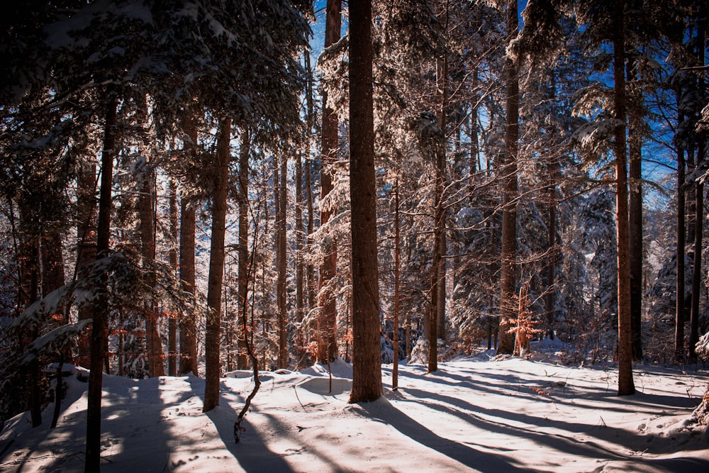 the sun is shining through the trees in the snow