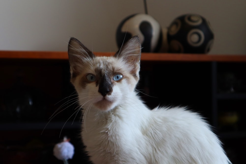 a white and brown cat sitting on top of a table