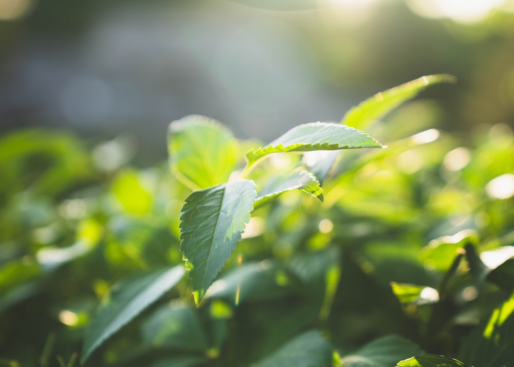 a close up of a green leafy plant