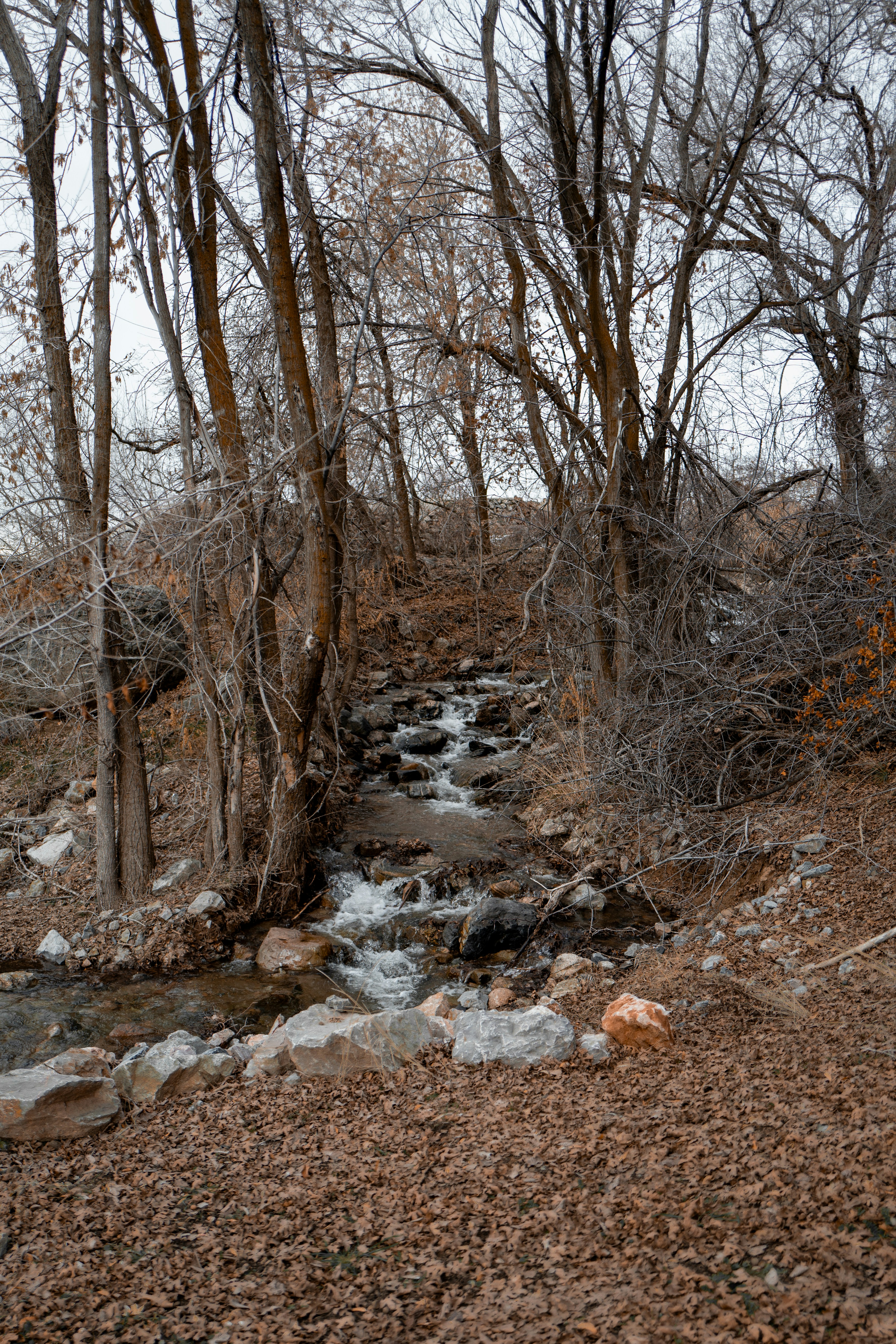a stream running through a forest filled with lots of trees